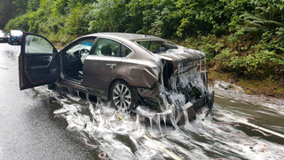 Esto es lo que que pasa cuando un camión lleno de peces bruja vuelca al lado tuyo en la carretera<em></em>